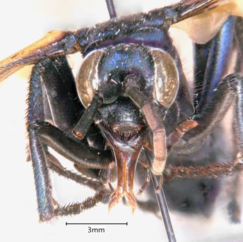 Media type: image;   Entomology 26689 Aspect: head frontal view